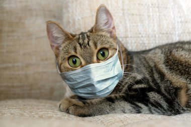 Maskeli kedi evde karantinada. Kapat..
