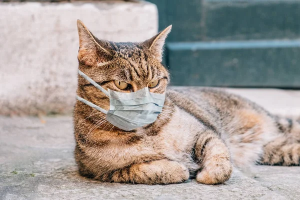 Kat Met Een Medisch Masker Quarantaine Straat Sluiten — Stockfoto