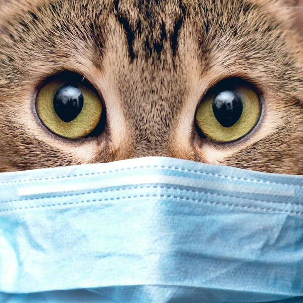 Portret Van Een Kat Met Een Medisch Masker Quarantaine Thuis — Stockfoto