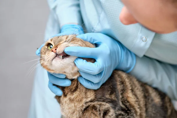 Veterinair Onderzoekt Een Kat Tandbederf Sluiten — Stockfoto