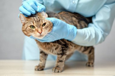 Veteriner bir hayvan kedinin kulağını inceliyor. Kapat..