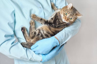 Doktor veteriner elinde bir kedi tutuyor. Kapat..