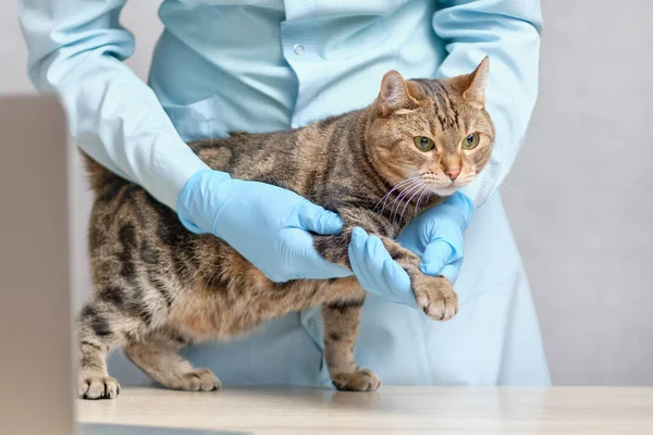 A veterinarian with gloves does massage of the cat paws. Close up.