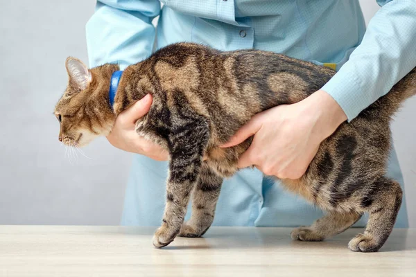 Veterinair Onderzoekt Buik Van Een Dier Kat Sluiten — Stockfoto