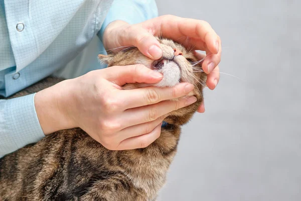 Dierenarts Opent Kaak Voor Een Dier Kat Sluiten — Stockfoto