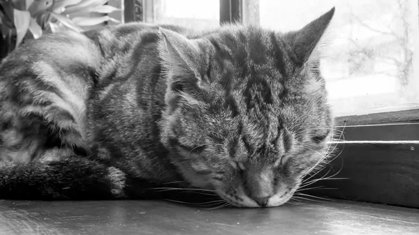 Cute cat sleeping on the wooden table. (black and white tone mood) — Stock Photo, Image