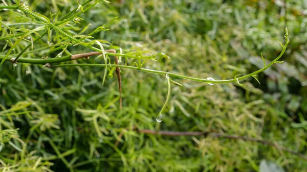 Die Nahaufnahme Eines Wassertropfens Auf Eine Blattpflanze Wald — Stockfoto