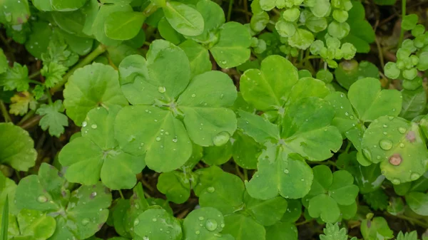 Close Van Verse Groene Klaver Bladeren Plant Tuin — Stockfoto