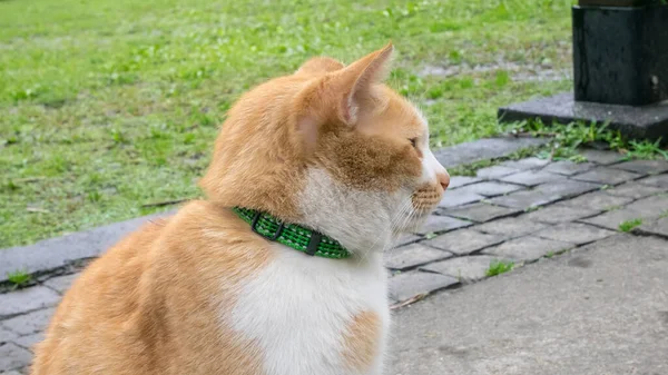 Close Beautiful Yellow Cat Sit Garden Ground — Stock Photo, Image