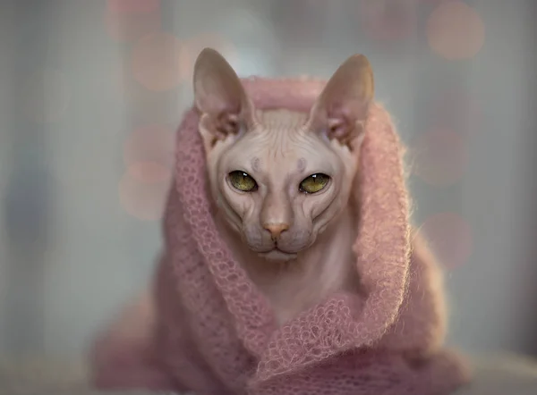 Porträt einer wunderschönen Katze der Rasse Sphinx — Stockfoto