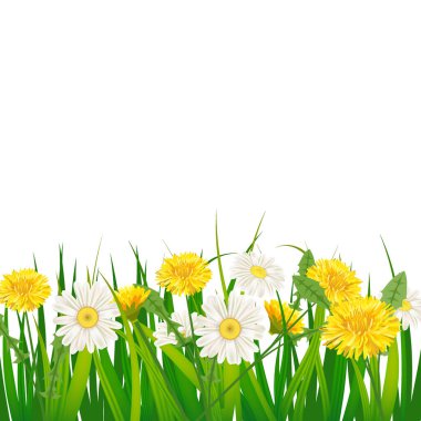 Spring template background with flowers dandelions and daisies, chamomiles, grass. Vector illustration. Fresh design for posters, flyers, greeting card, invitation