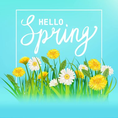 Hello Spring lettering template banner with fresh flowers bouquet dandelions and daisies, chamomiles, grass. Vector illustration. Floral design for posters, flyers, greeting card, invitation