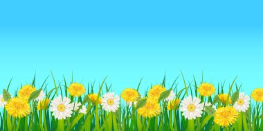 Spring template background with flowers dandelions and daisies, chamomiles, grass. Vector illustration. Fresh design for posters, flyers, greeting card, invitation