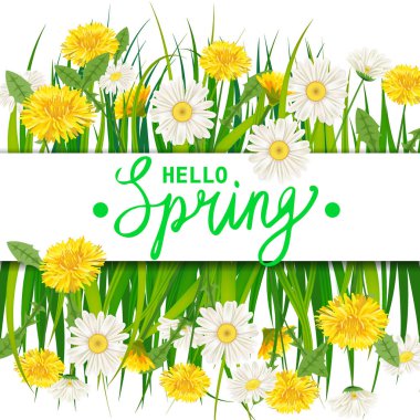 Hello Spring lettering template banner with fresh flowers bouquet dandelions and daisies, chamomiles, grass. Vector illustration. Floral design for posters, flyers, greeting card, invitation