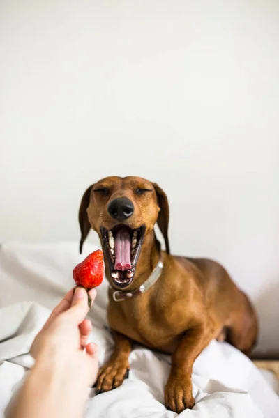 Porsuk-köpek esniyor