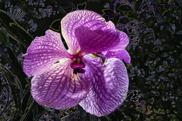 Růžová orchidej phalaenopsis na tmavém pozadí stylizované listoví. — Stock fotografie