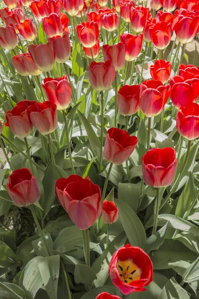Natural background of red tulips — Stock Photo, Image