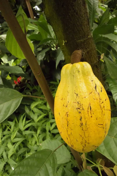 Выращивание какао — стоковое фото