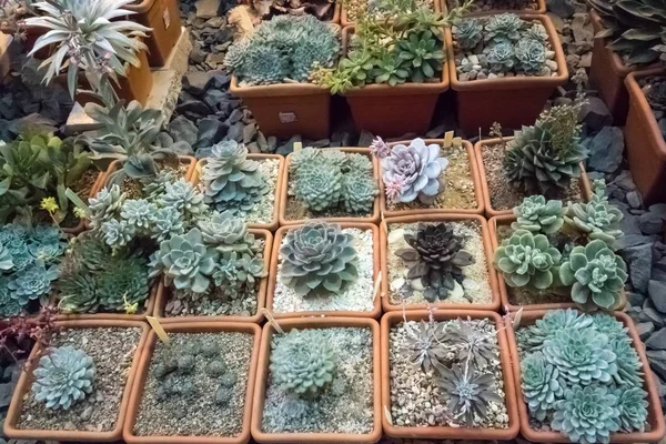 Vue de dessus des succulents ou des cactus — Photo