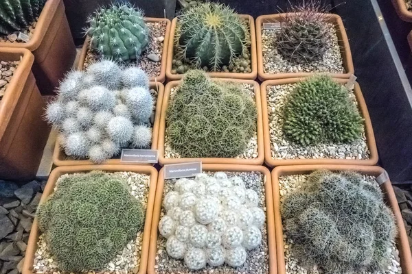 Varios de cactus planta en vista superior para el patrón hipster en cact —  Fotos de Stock