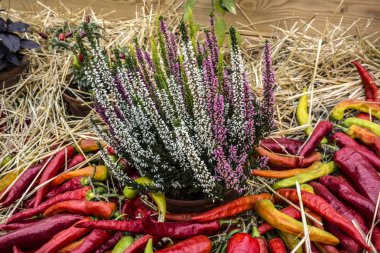 Heather ve kırmızı uzun biber