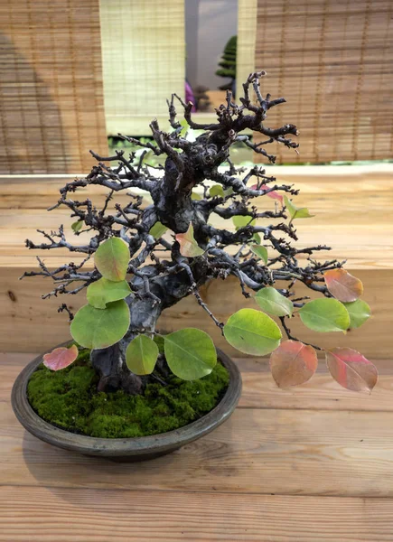 Bonsai Choenomeles sinensis — Foto de Stock