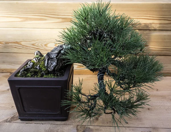 Bonsai Pinus Parviflora — Foto de Stock