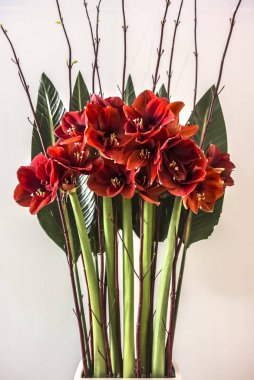 Kırmızı Canna lily veya beyaz bir arka plan üzerinde Canna çiçek buketi