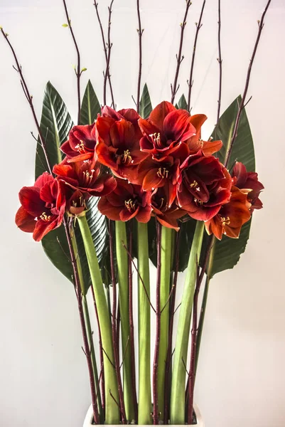 Kırmızı Canna lily veya beyaz bir arka plan üzerinde Canna çiçek buketi