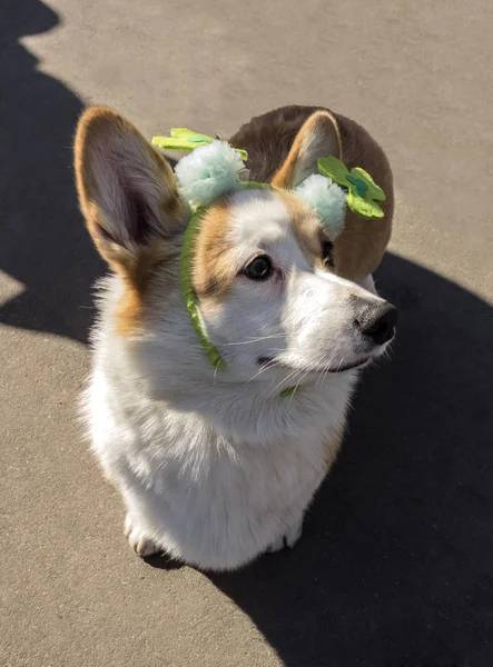 Pies Pembroke Niesumienny partner Corgi w zielonym kapeluszu — Zdjęcie stockowe