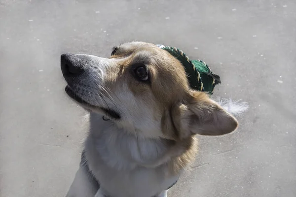 Hond Pembroke Welsh Corgi in een groen hoed — Stockfoto