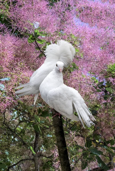 Palomas blancas entre los arbustos florecientes —  Fotos de Stock