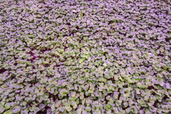 Young beet sprouts in the tray under ultraviolet light