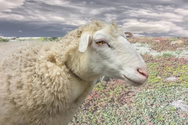 Lonely Domestic Sheep Ewe Adulto — Fotografia de Stock