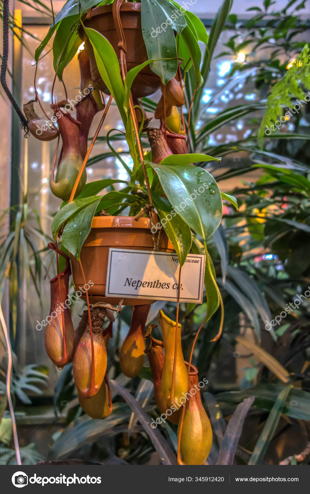 liana nepenthes