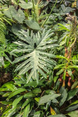 Etobur bitki Liana Serada Alata Blanco 'ya ihtiyaç duyuyor