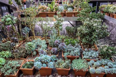 Kaktüs sulu bitkiler çöl botanik bahçesi serası