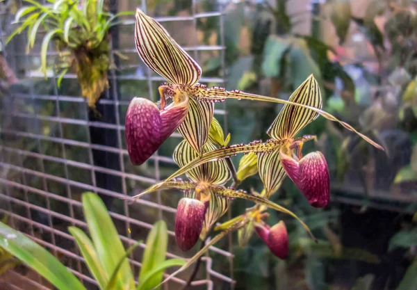 Paphiopedilum rothschildianum, Gold of Kinabalu orchid или Rothsc — стоковое фото