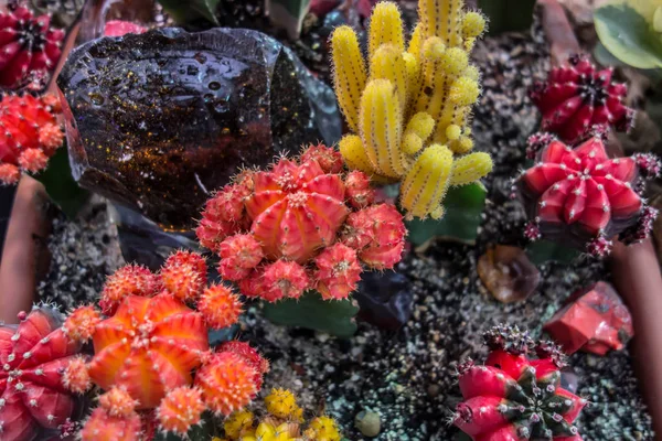Кактусные сочные растения пустынная ботаническая оранжерея — стоковое фото