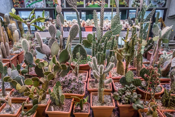 Cactus plantes succulentes désert jardin botanique serre — Photo