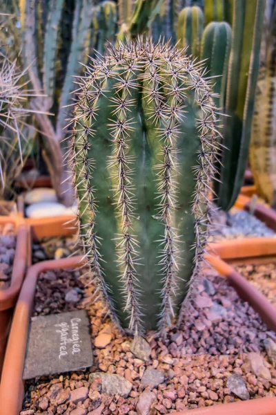Cactus plantes succulentes désert jardin botanique serre — Photo