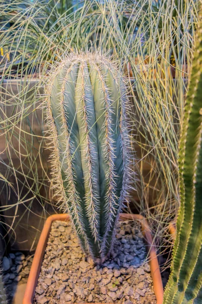 Cactus plantes succulentes désert jardin botanique serre — Photo