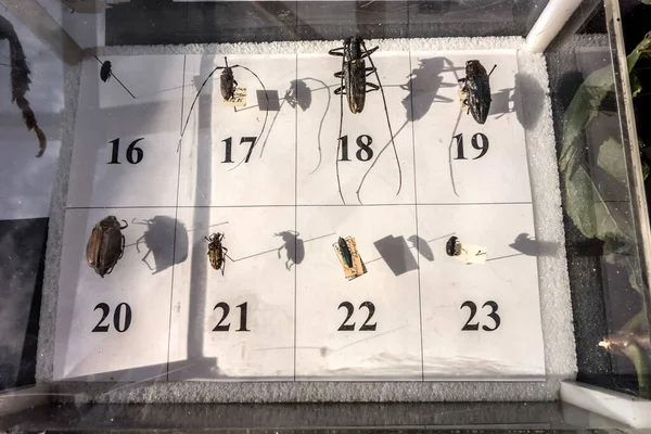 Kozalaklı ve yaprak döken ormanların anahtarı. Ağaç kabuğu böcekleri ve ağaçlara zararlı diğer böceklerin koleksiyonu. Baskı kabuğu böceği