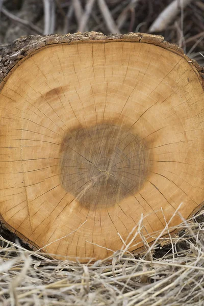 Натуральні дерево текстур — стокове фото