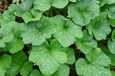 yaprak yeşil arka plan