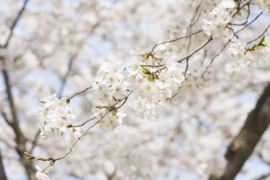 Beyaz kiraz çiçeği