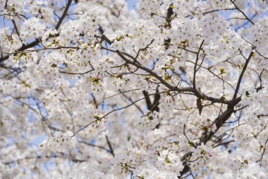 Beyaz kiraz çiçeği