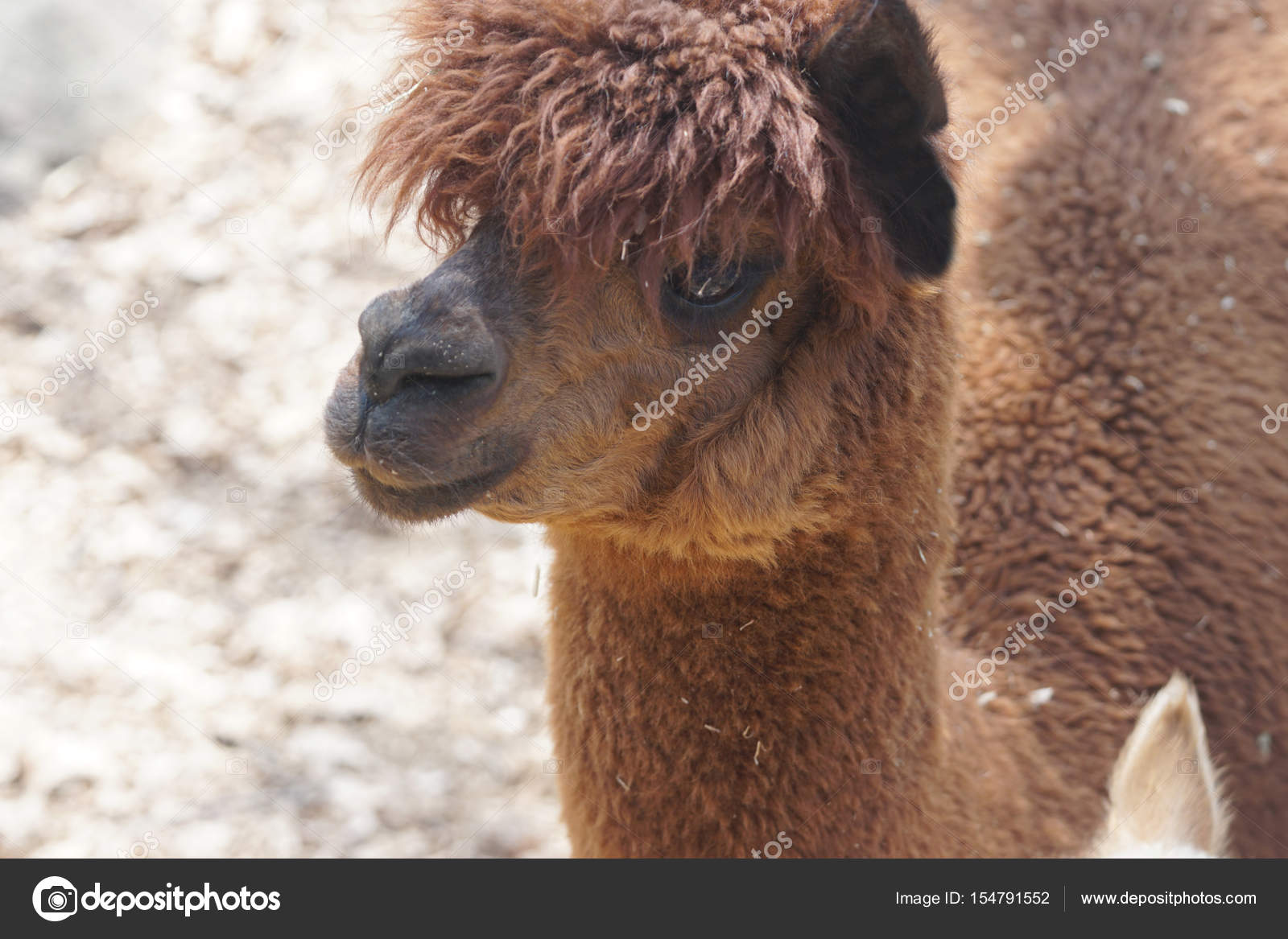 Cute Alpaca Face Stock Photo C Arrrief
