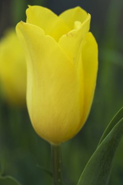 makro çekim çiçek