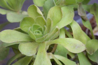 makro çekim kaktüs 